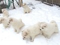pups-6