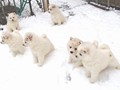 pups-7