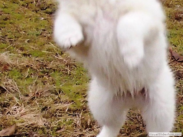 crazy dance 1