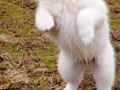 crazy dance 1