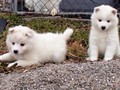 girl-boy2