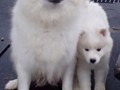 girl-mom