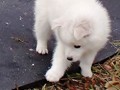 Gotcha 2