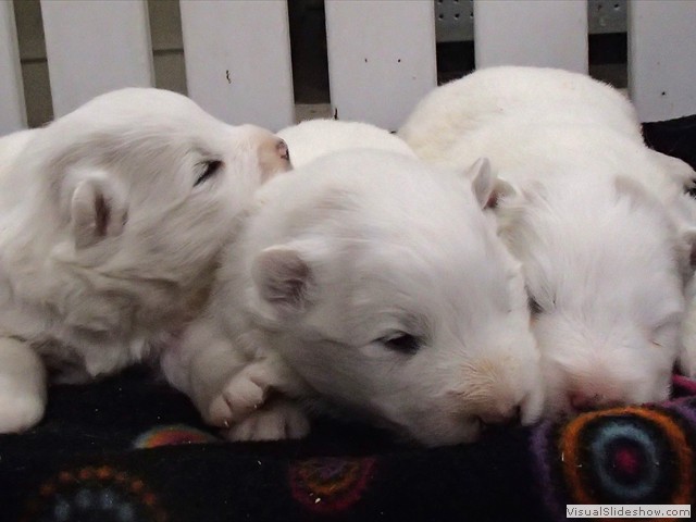 pups-2