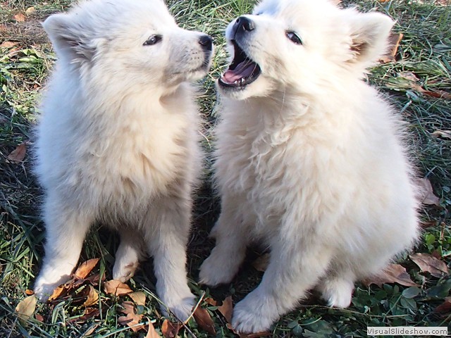 pups-1