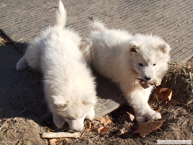 pups-2