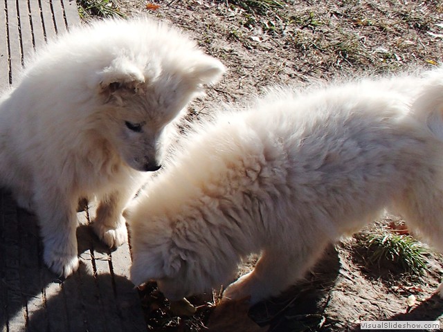 pups-3