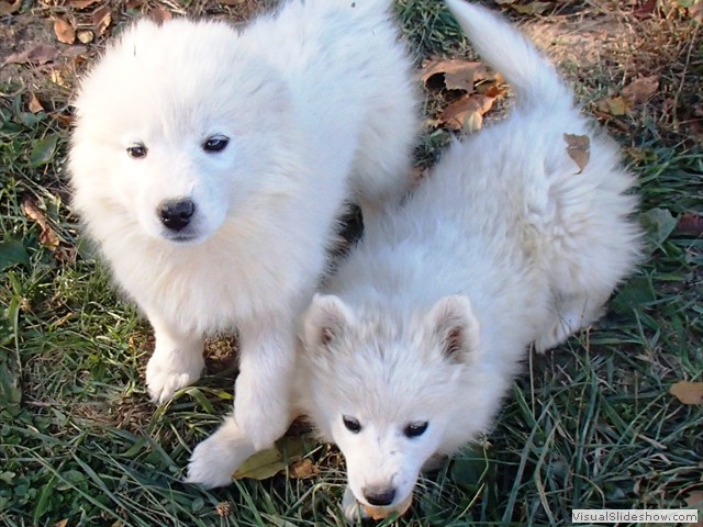pups-4