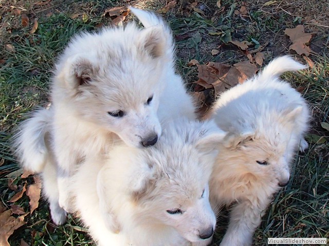 pups-6