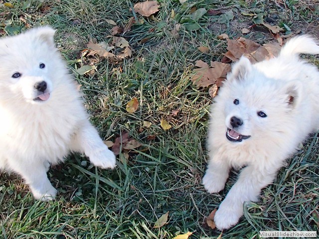 pups-7