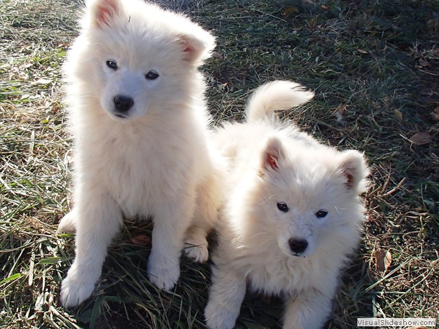 pups-8