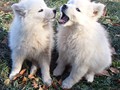pups-1