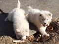 pups-2