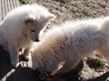 pups-3