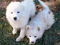 pups-4