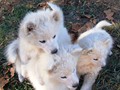 pups-6