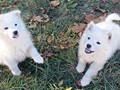 pups-7
