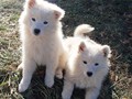 pups-8