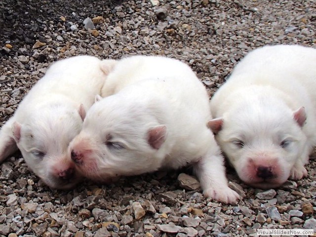 pups-1