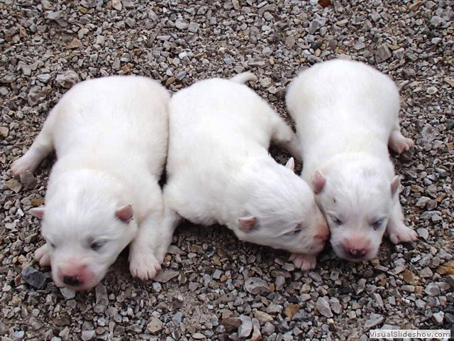 pups-2