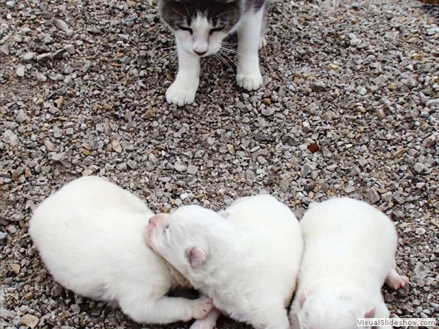 pups-4