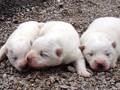 pups-1