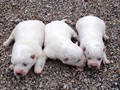 pups-2