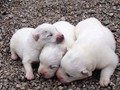 pups-3
