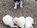 pups-4