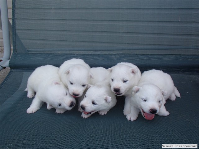 pups-1