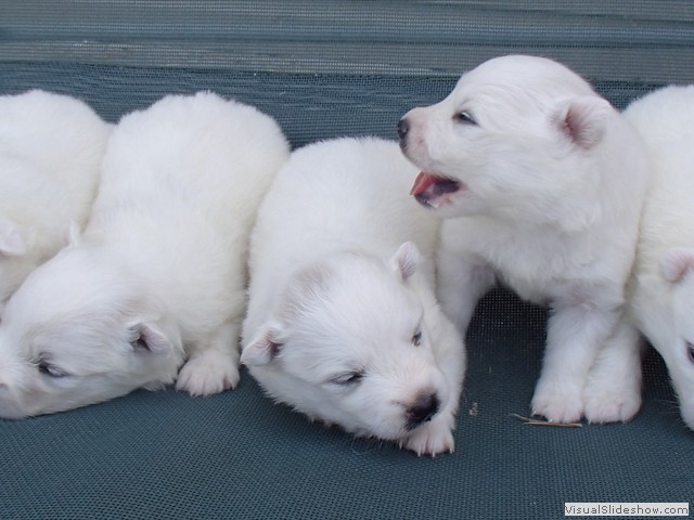 pups-2