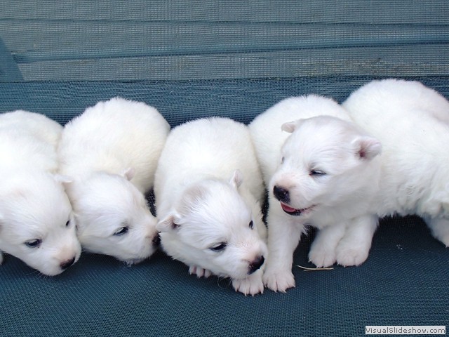 pups-3