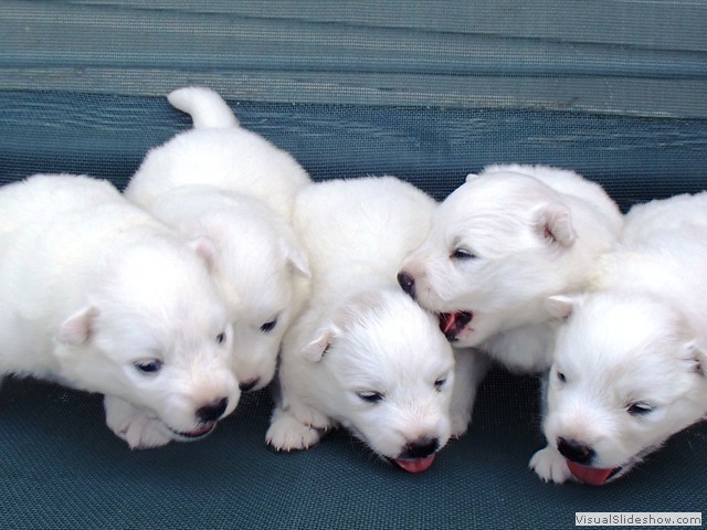 pups-4