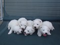 pups-1