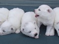 pups-2
