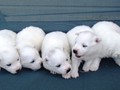 pups-3