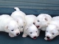 pups-4