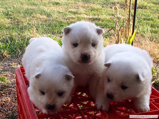pups-2