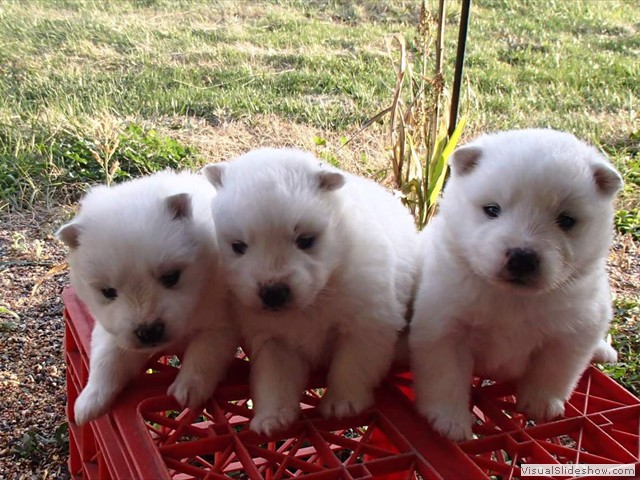 pups-3