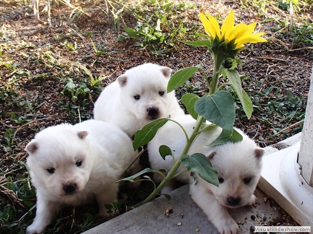 pups-5