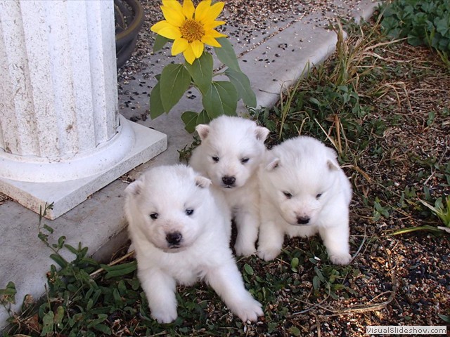 pups-6