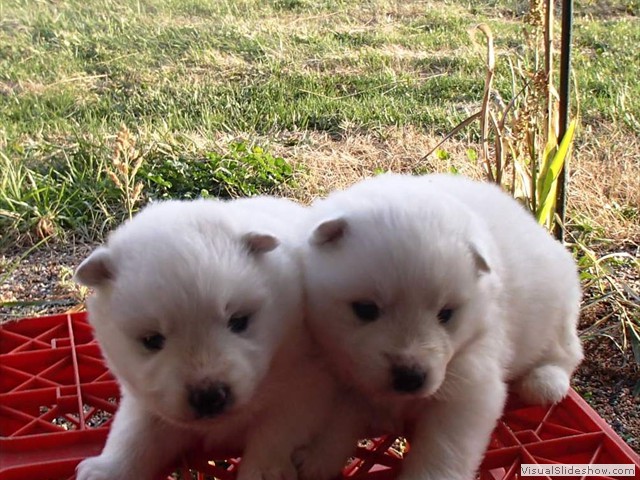 pups-7