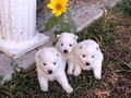 pups-1