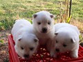 pups-2