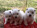 pups-3
