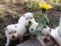 pups-5