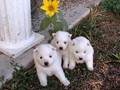 pups-6