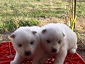pups-7