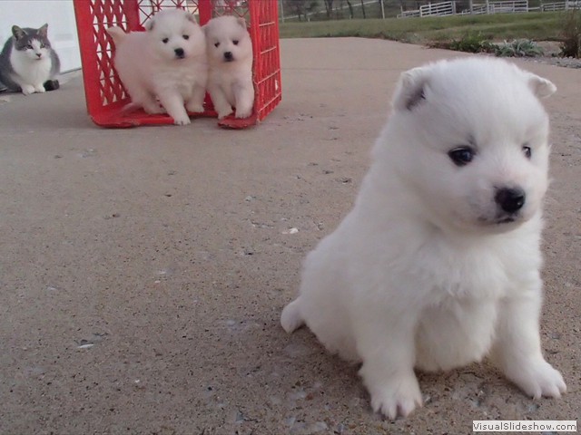 pups-1