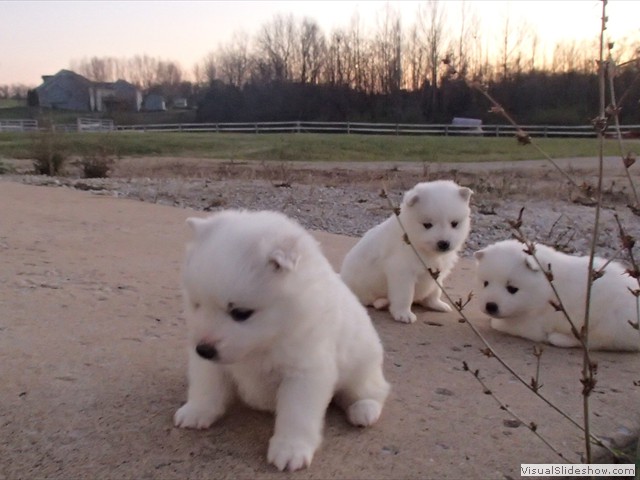 pups-10